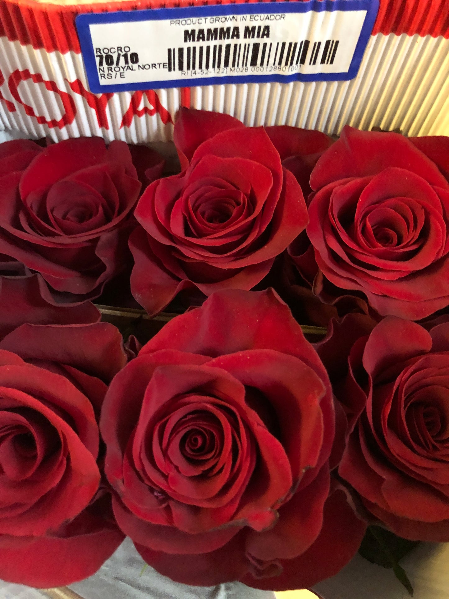 9 Ecuador Red Rose with Orchid Bouquet 厄瓜多紅玫瑰 + 蕙蘭花束