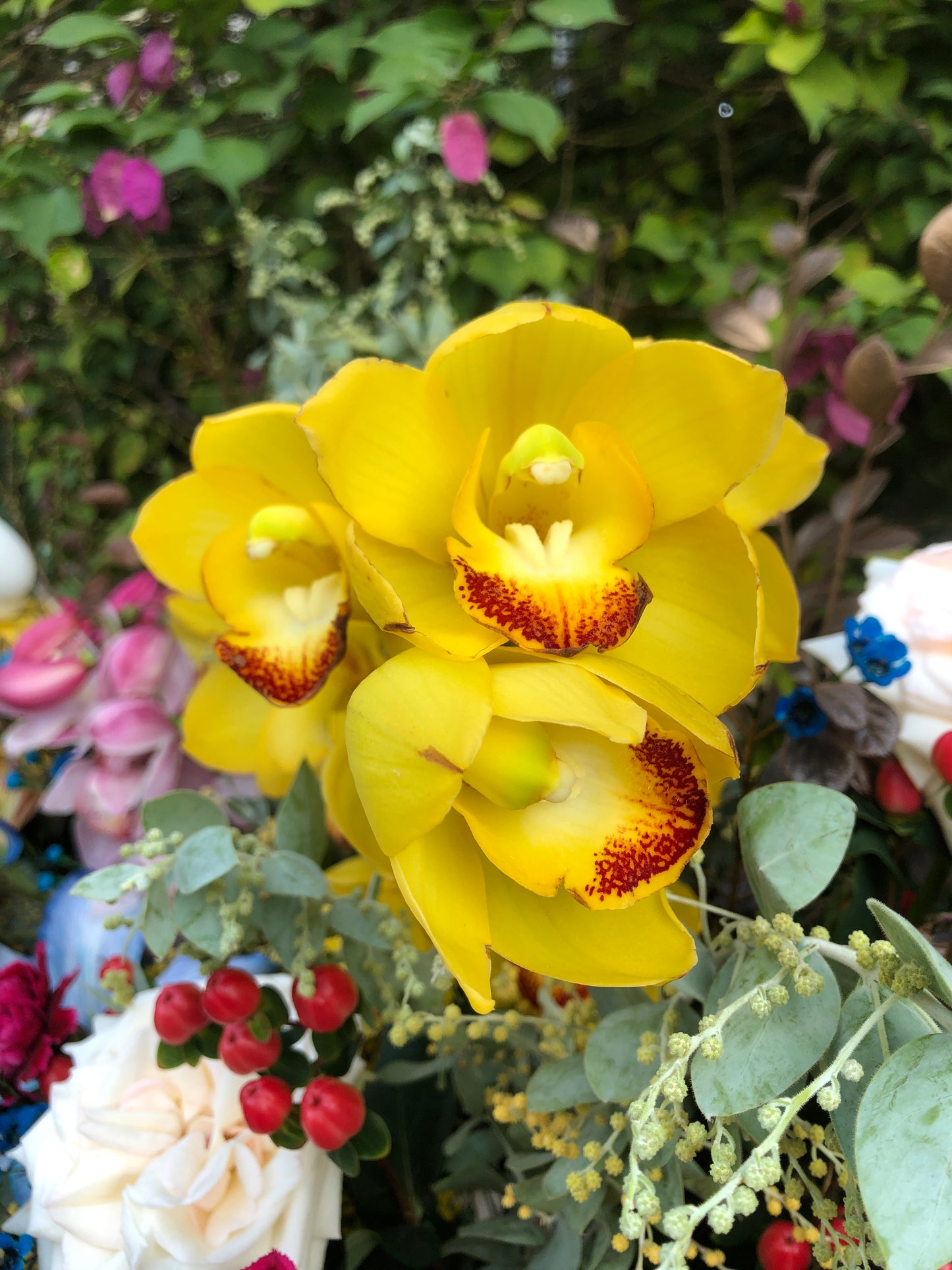 Orchid with Rainbow Color Opening Flower Basket 蕙蘭開張花籃