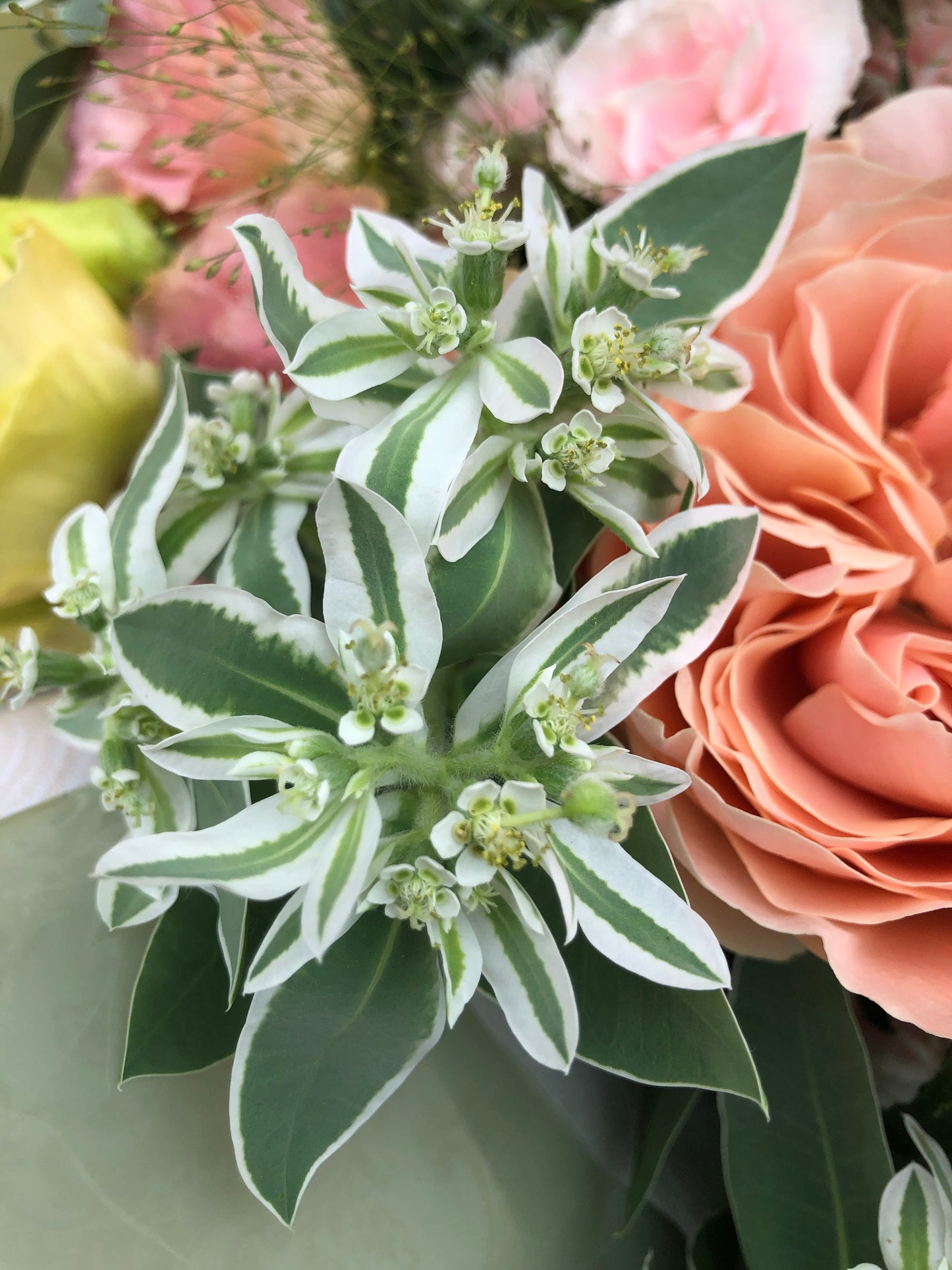 9 Heart Shape Garden Rose Bouquet 9枝庭園玫瑰花束