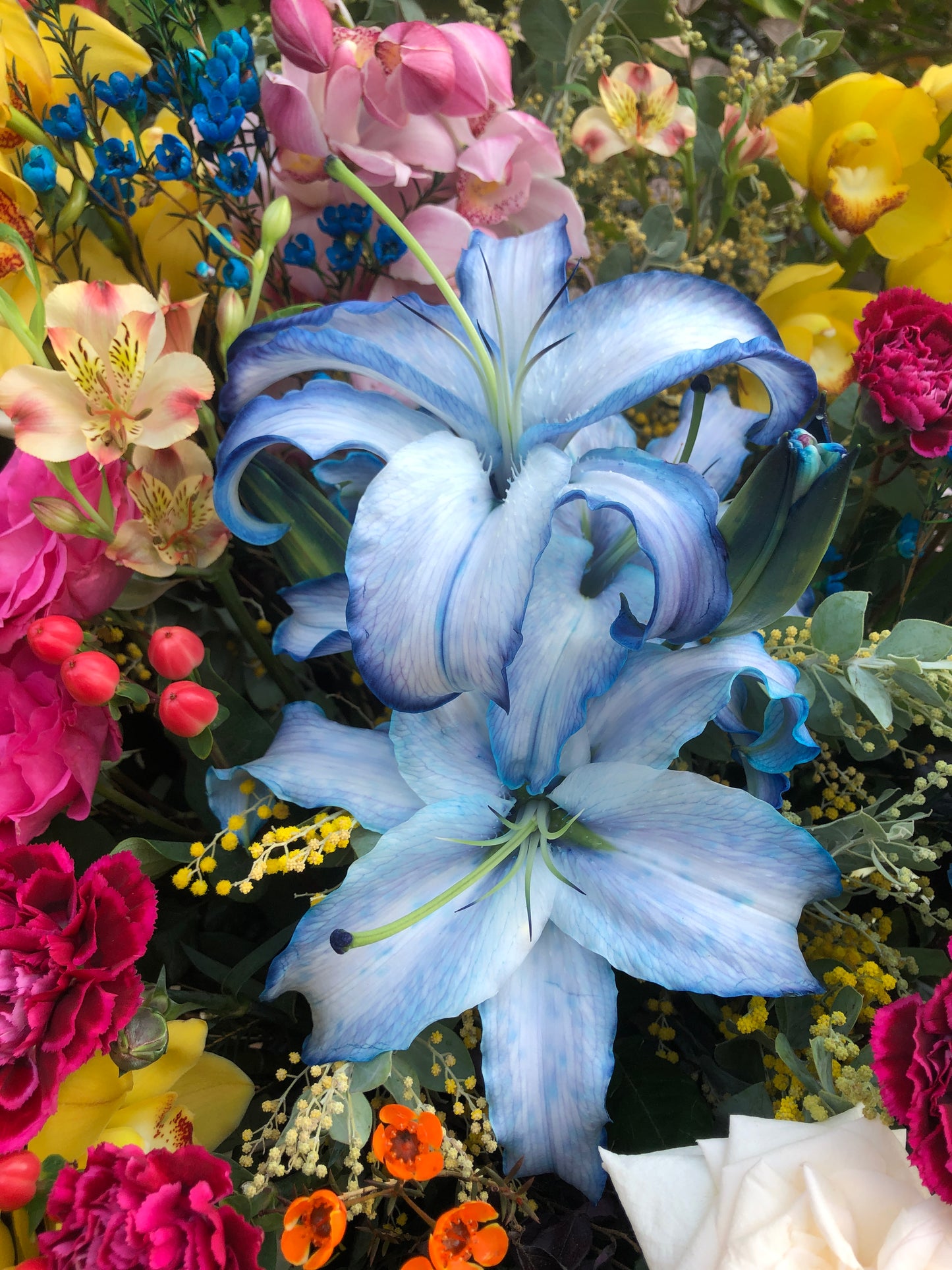 Orchid with Rainbow Color Opening Flower Basket 蕙蘭開張花籃