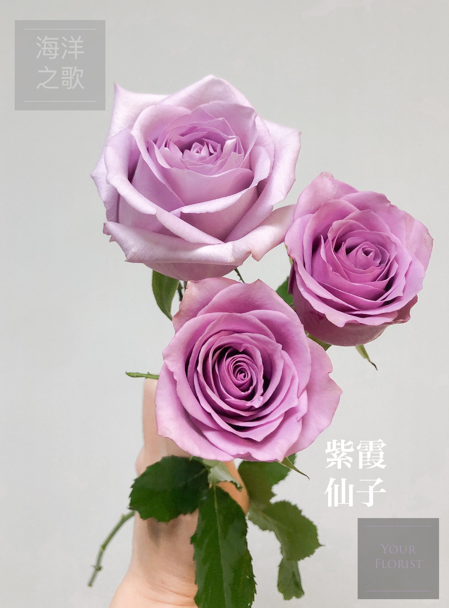 18 Purple Rose Bouquet 18枝紫霞仙子玫瑰花束（注意⚠️紫玫花頭較細，可備註改用其他颜色玫瑰）