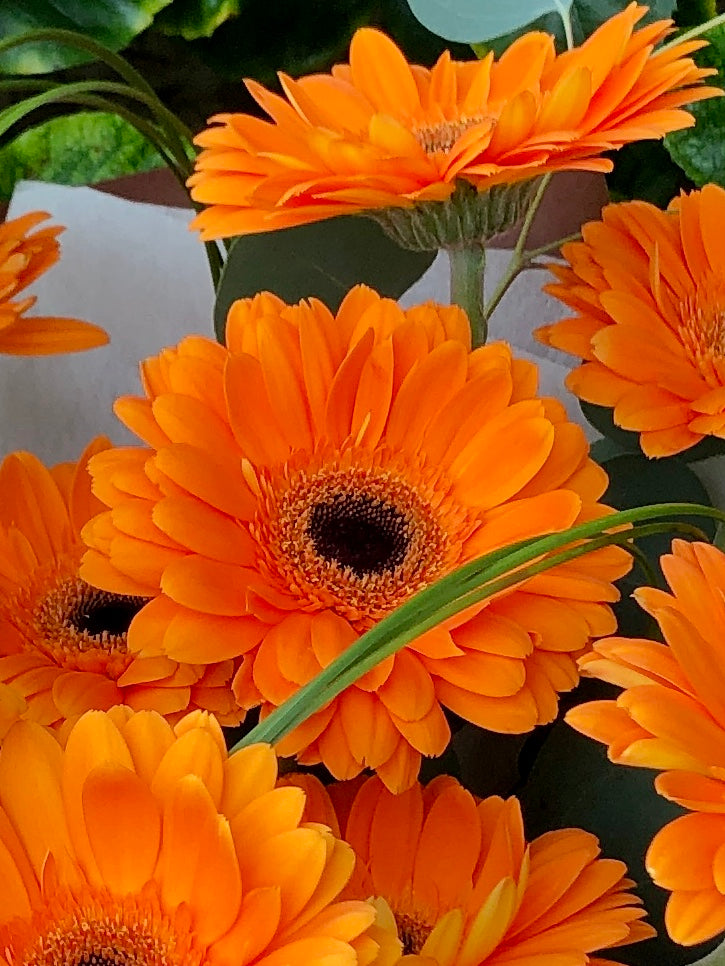 Orange Gerbera Hand Tied Bouquet (Structural Design) 橙太陽菊架構式手綁花束